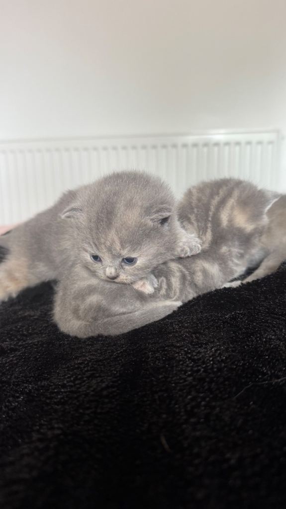 Beautiful BSH X Russian blue kittens for sale💞