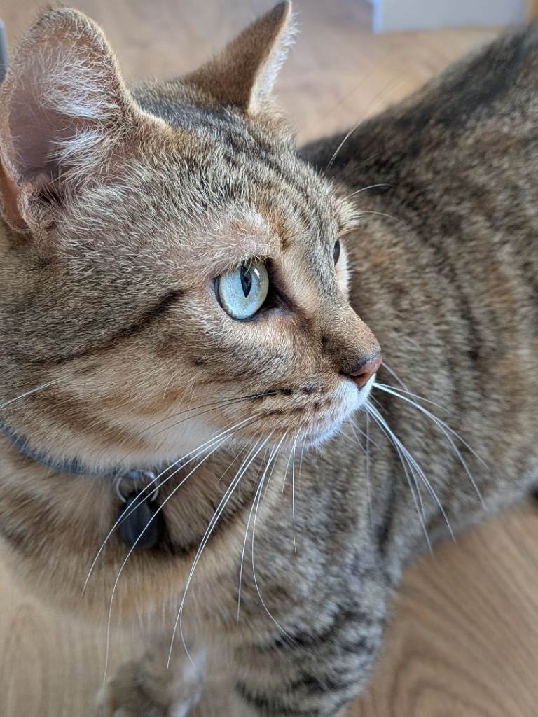 Adult tabby cat for sale