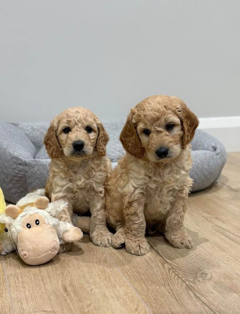 Golden doodles 