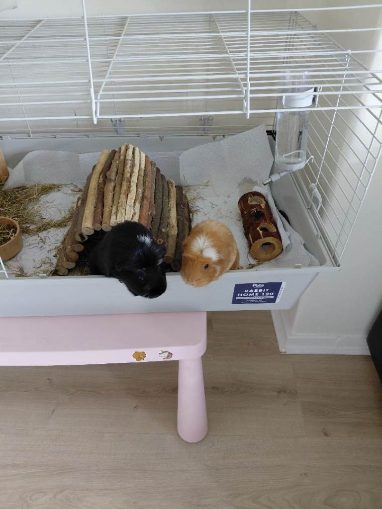 Guinea pigs x 2 young males