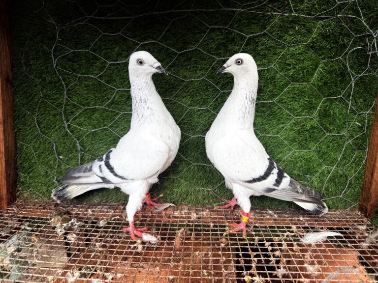 Strong Homing & Fancy Pigeons – Healthy Pairs Available – Wembley