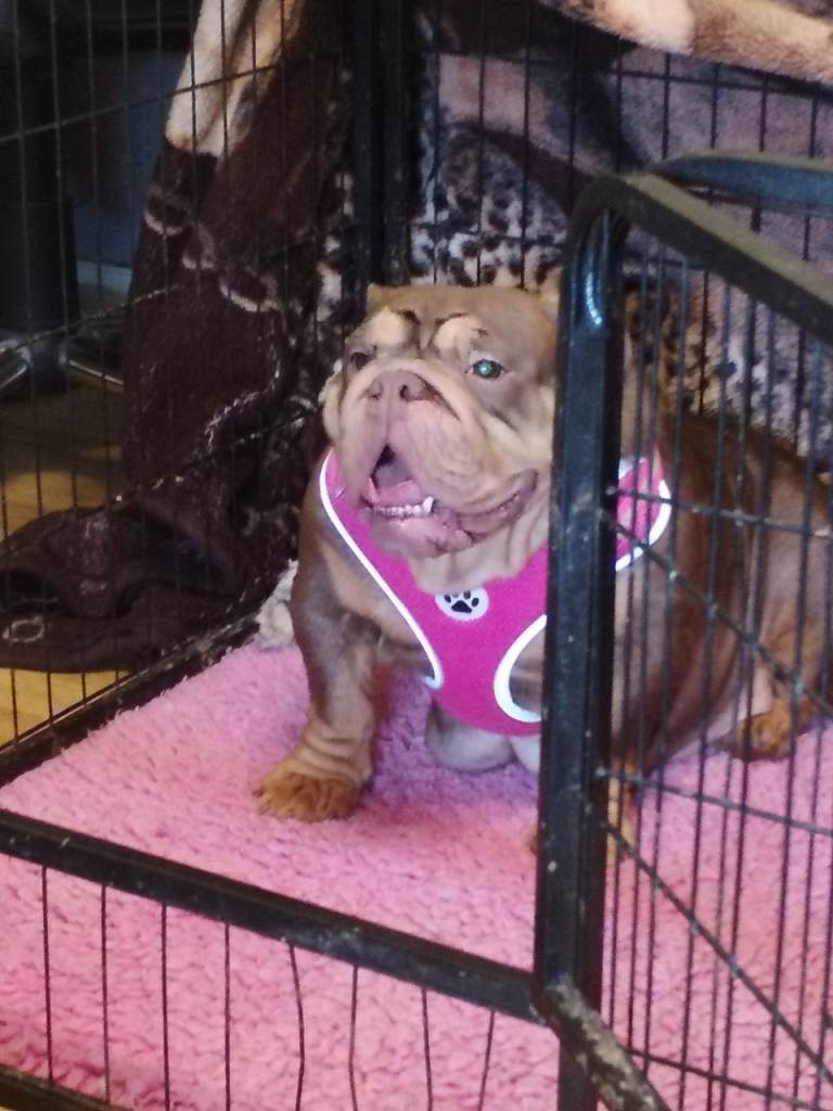 English bulldogs 