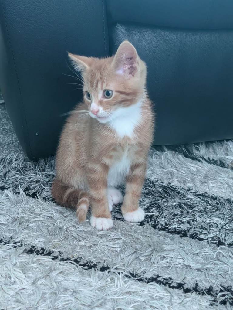 Kitten ready to leave now 😸