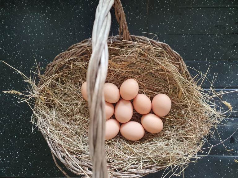 Hatching eggs 