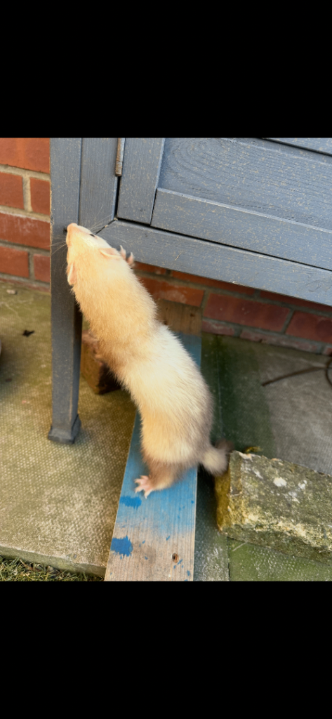 Ferret kits 