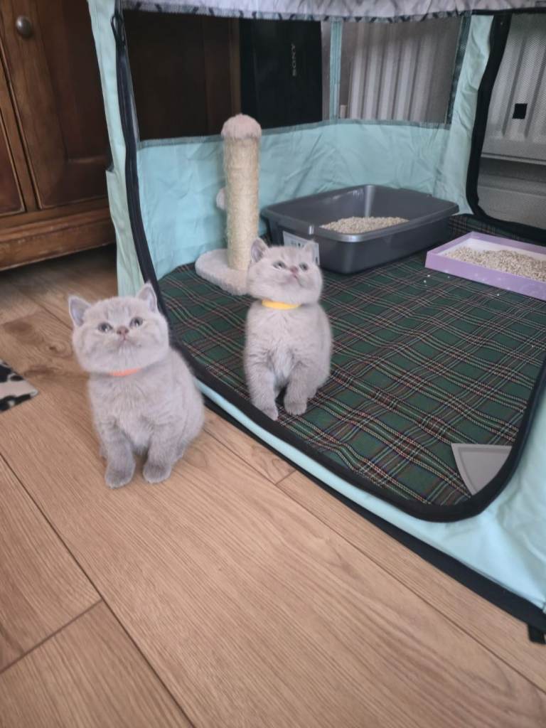  🐾🐾​🌟For sale - Last 2 Girls Lilac British shorthair kittens  