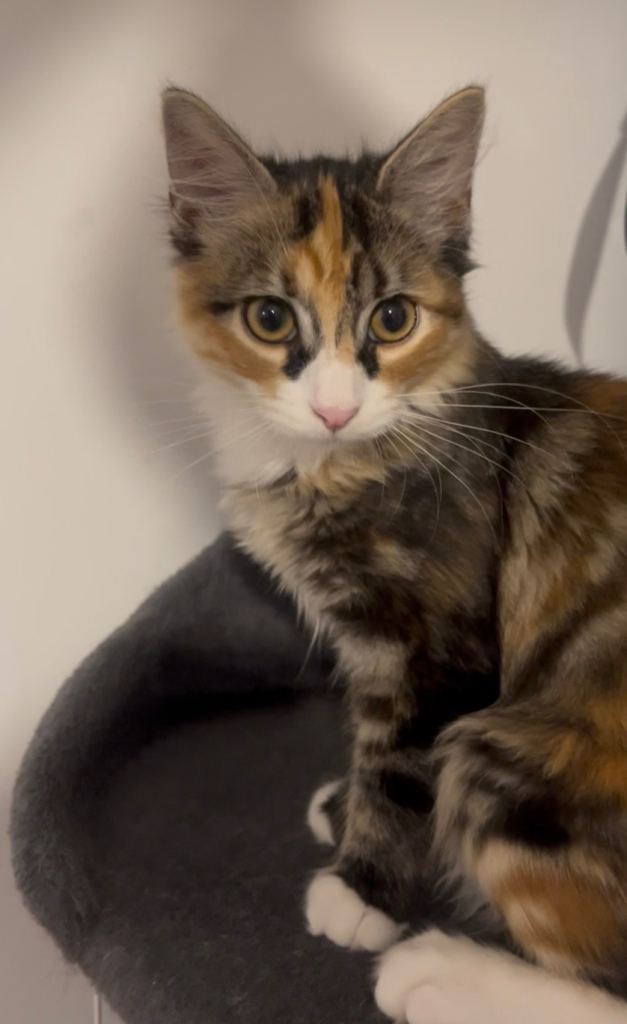 3 month old calico kitten