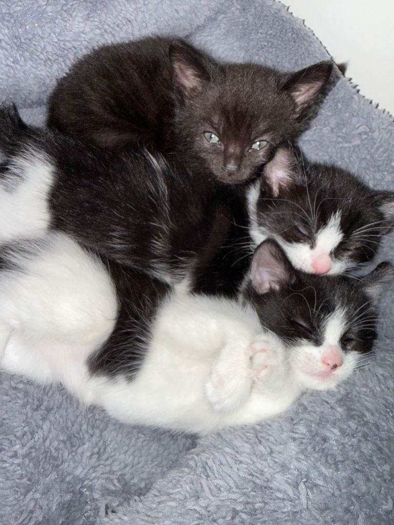 Kittens for sale 