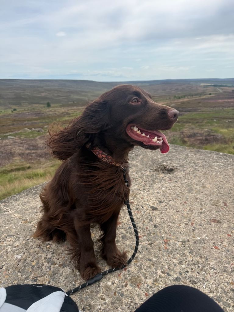 Male Cocker Spaniel 