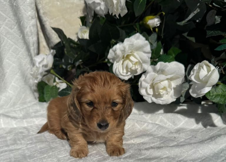 💕 STUNNING KC LONG HAIRED MINIATURE DACHSHUND PUPS 💕