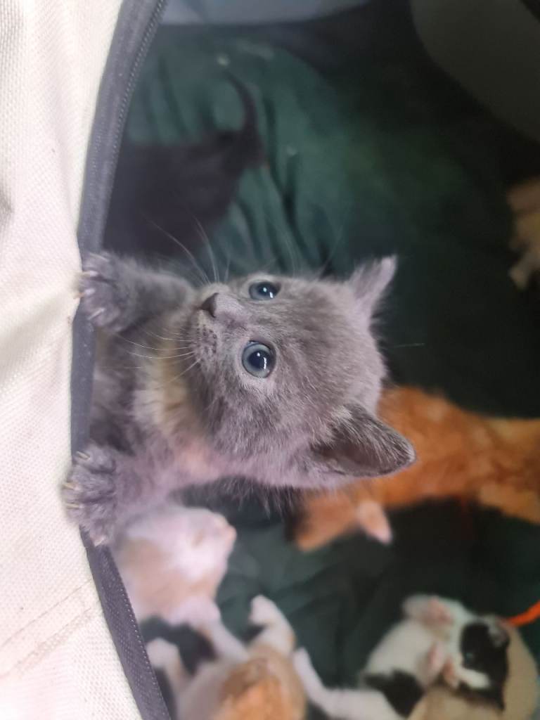 Rare kittens 
