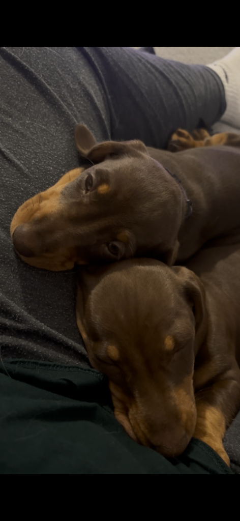 Miniature dachshunds 