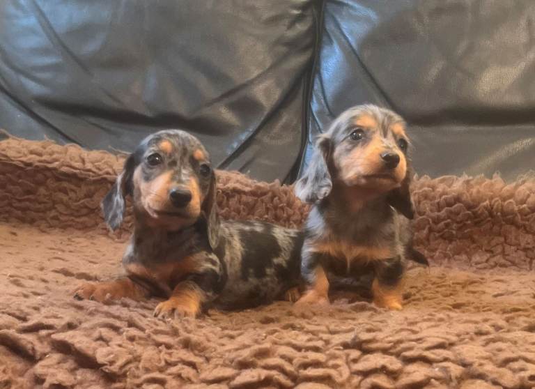 Miniature Dachshund Puppies