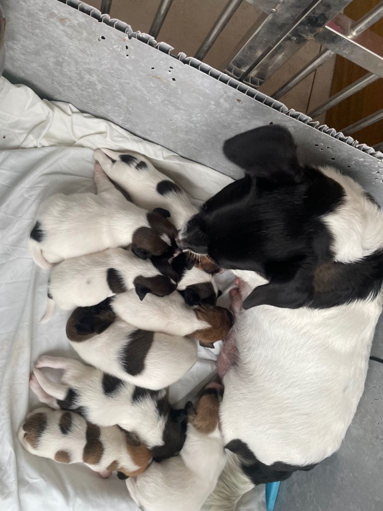 Beautiful Jack Russell puppies 
