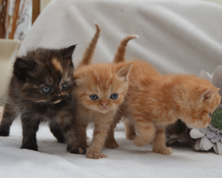 Adorable Persian Kittens!