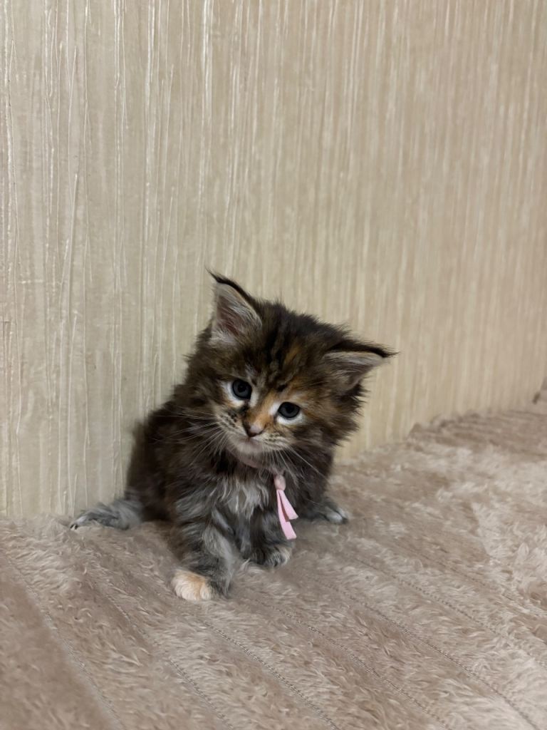 Maine Coon Kittens — Fluffy, Friendly, Ready Soon