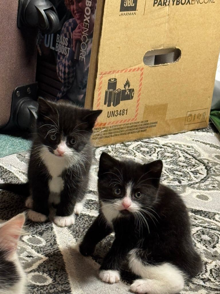 Beautiful Part Maine Coon Kittens Ready in 3 Weeks