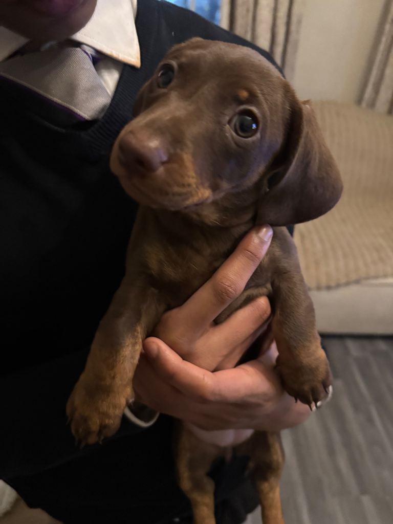 Dachshund Puppies 