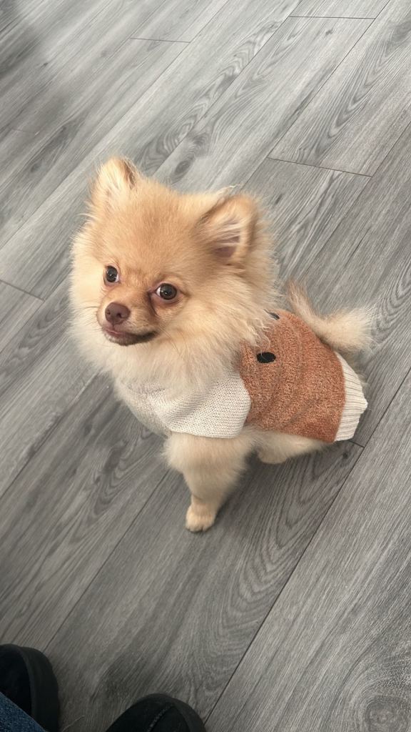 Adorable Pomeranian Puppy – 20 Weeks – Ready for New Home