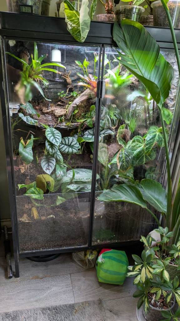 2 giant Madagascarn day gecko and terrarium 