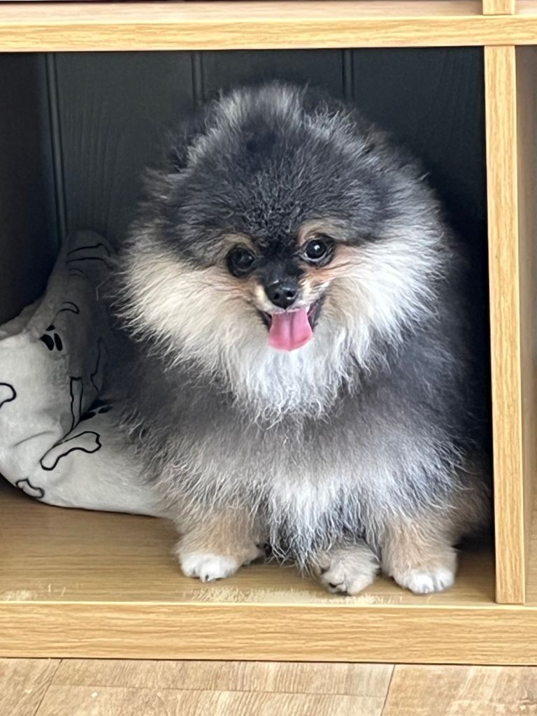 Super quality Pomeranian boy is left !!