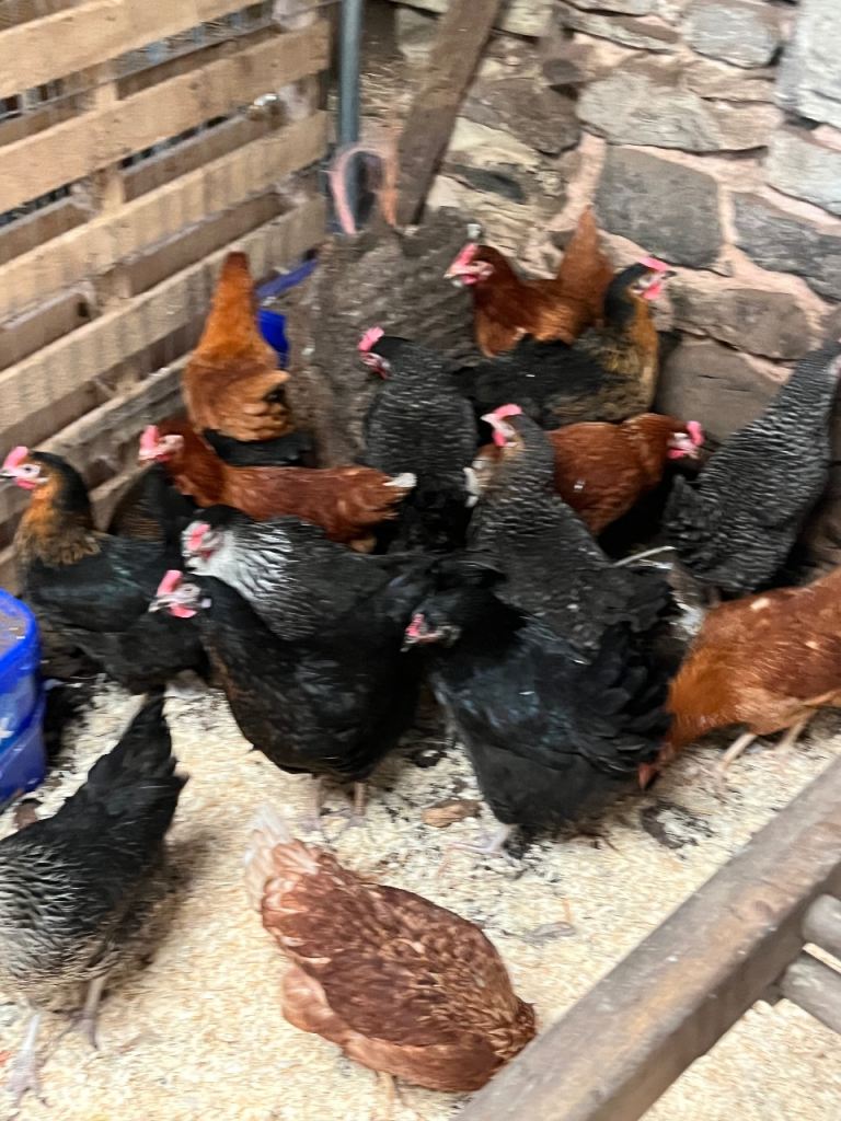 Pol hybrids 
