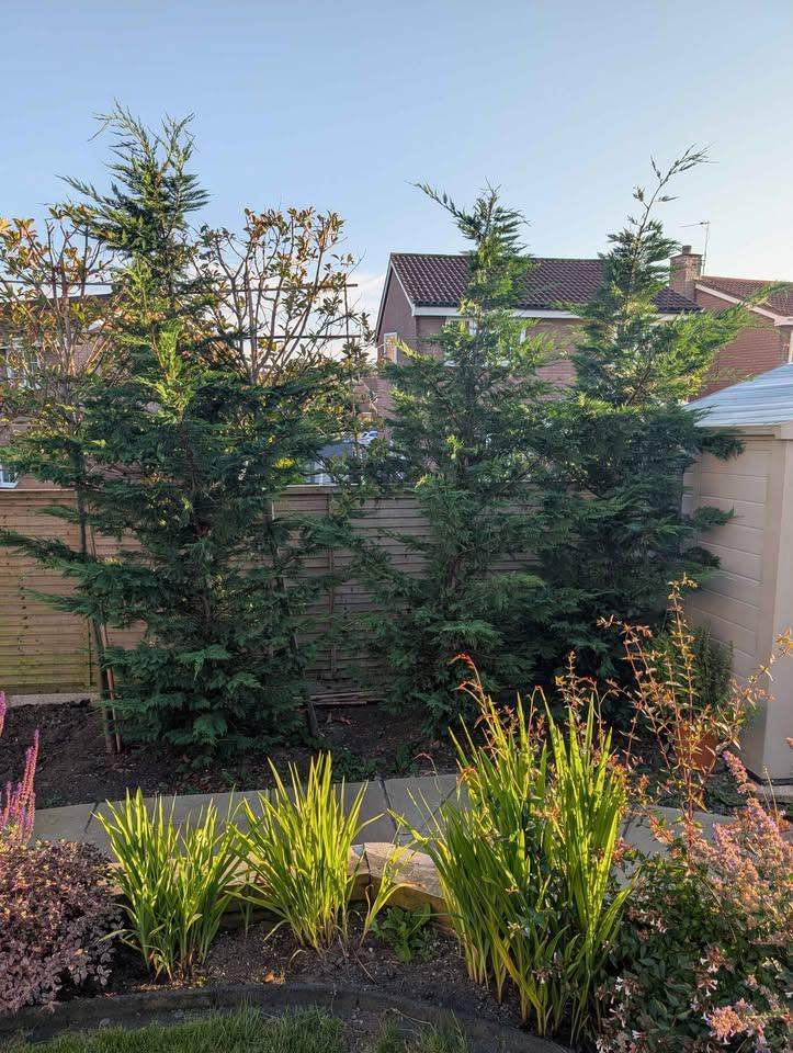 3 x Conifer Trees 10 feet plus