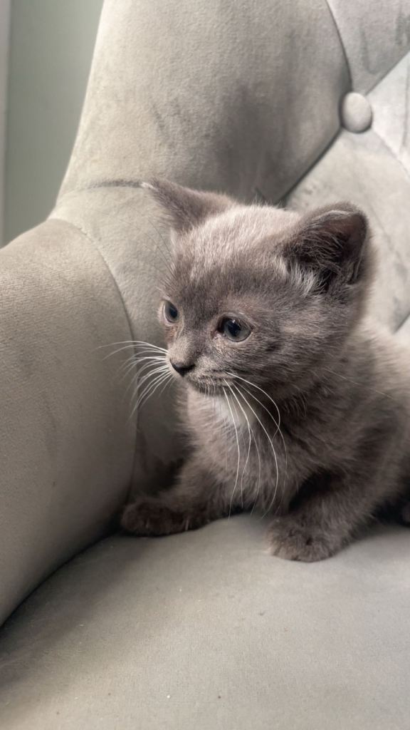 Scottish straight kittens. 