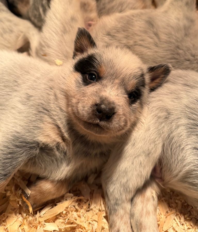 Australian Cattle Dog Puppies