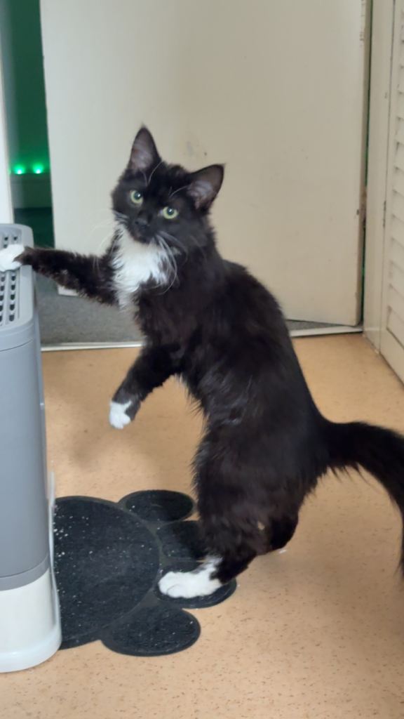 Cat for rehome urgent