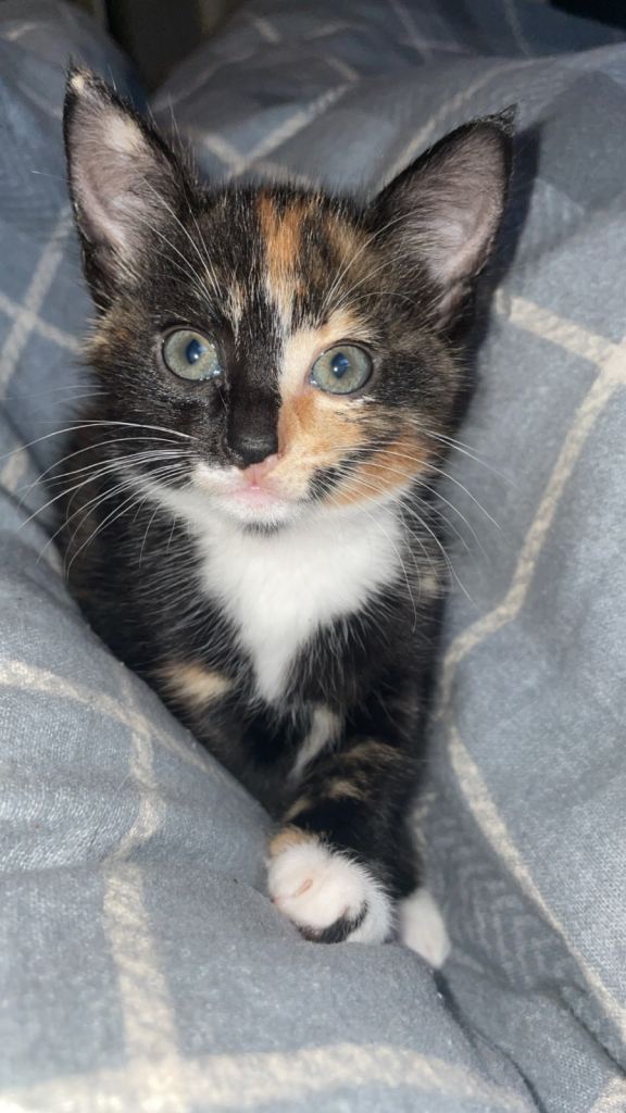 Kitten 