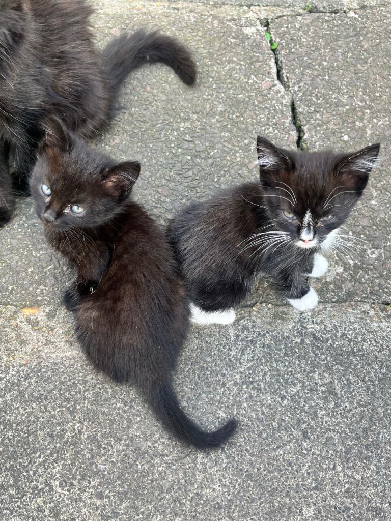 Kittens for sale 