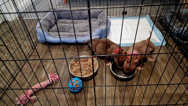 Exotic Micro (Pocket) Bully Puppies – ABR Registered 