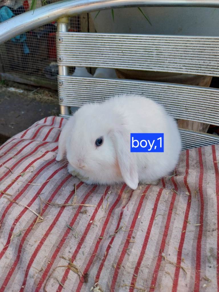 Mini lops for sale 
