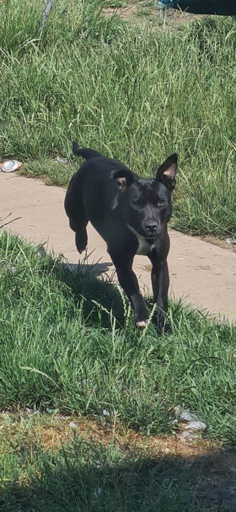 3 year old female staff 