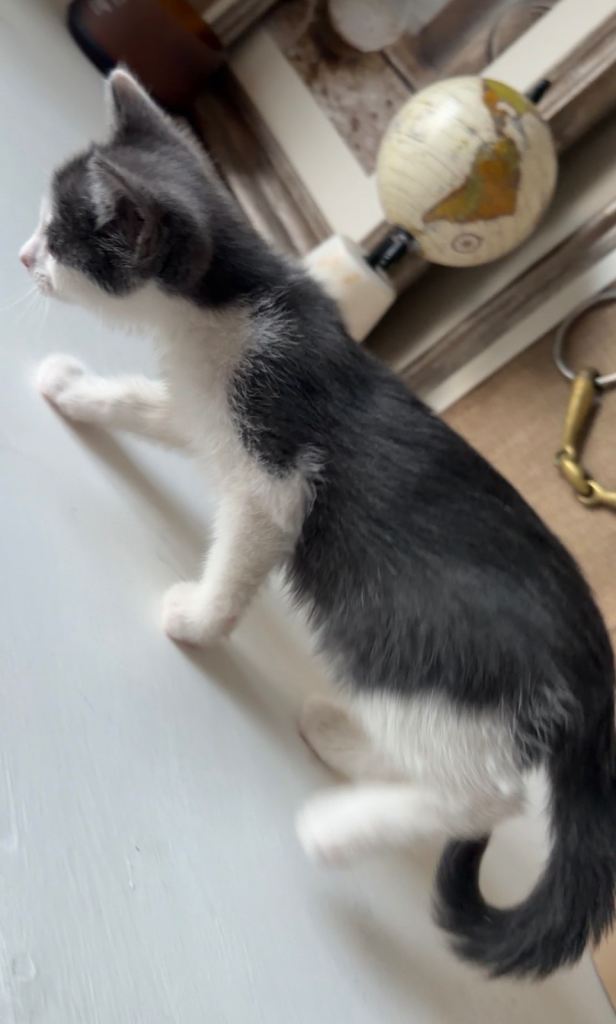Two kittens left 