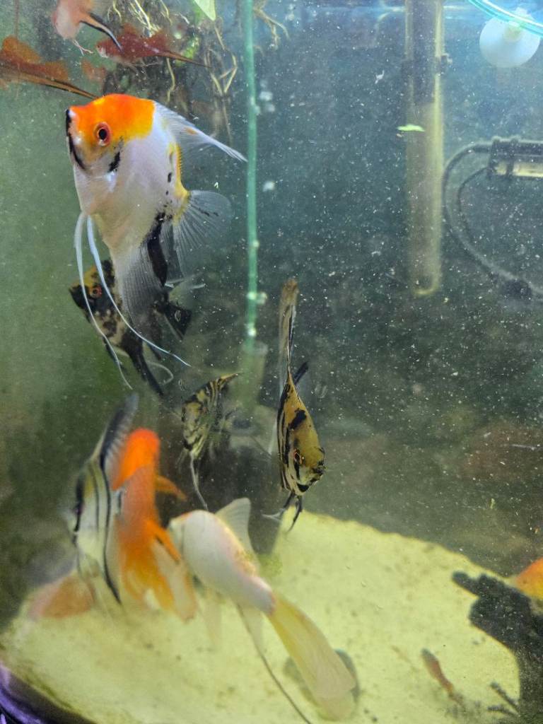 Tropical healthy colourful fish Swordtail ,Mollys, Guppies , Angel 
