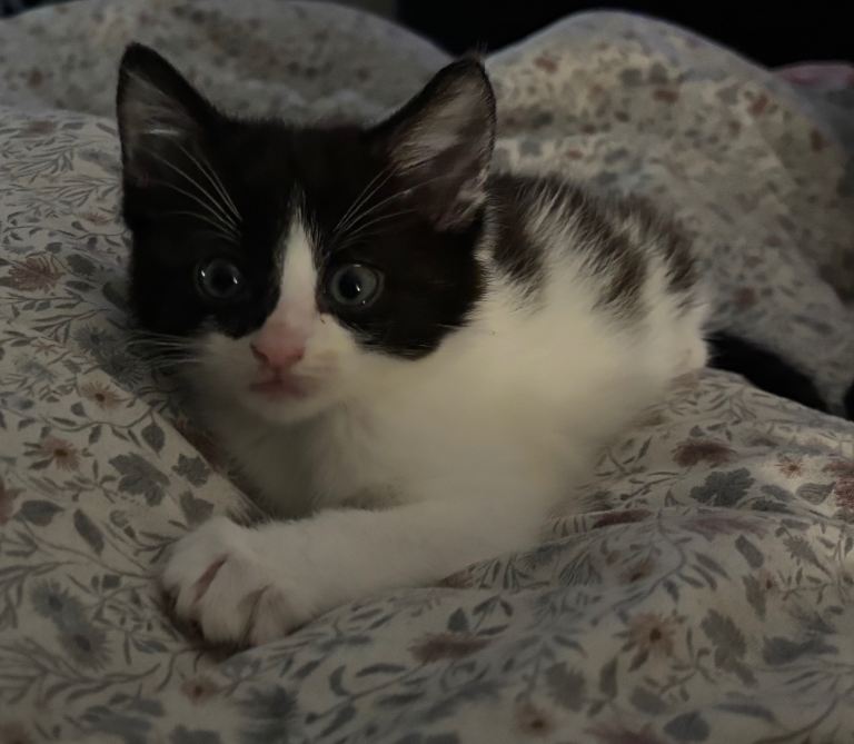 Kittens for Sale