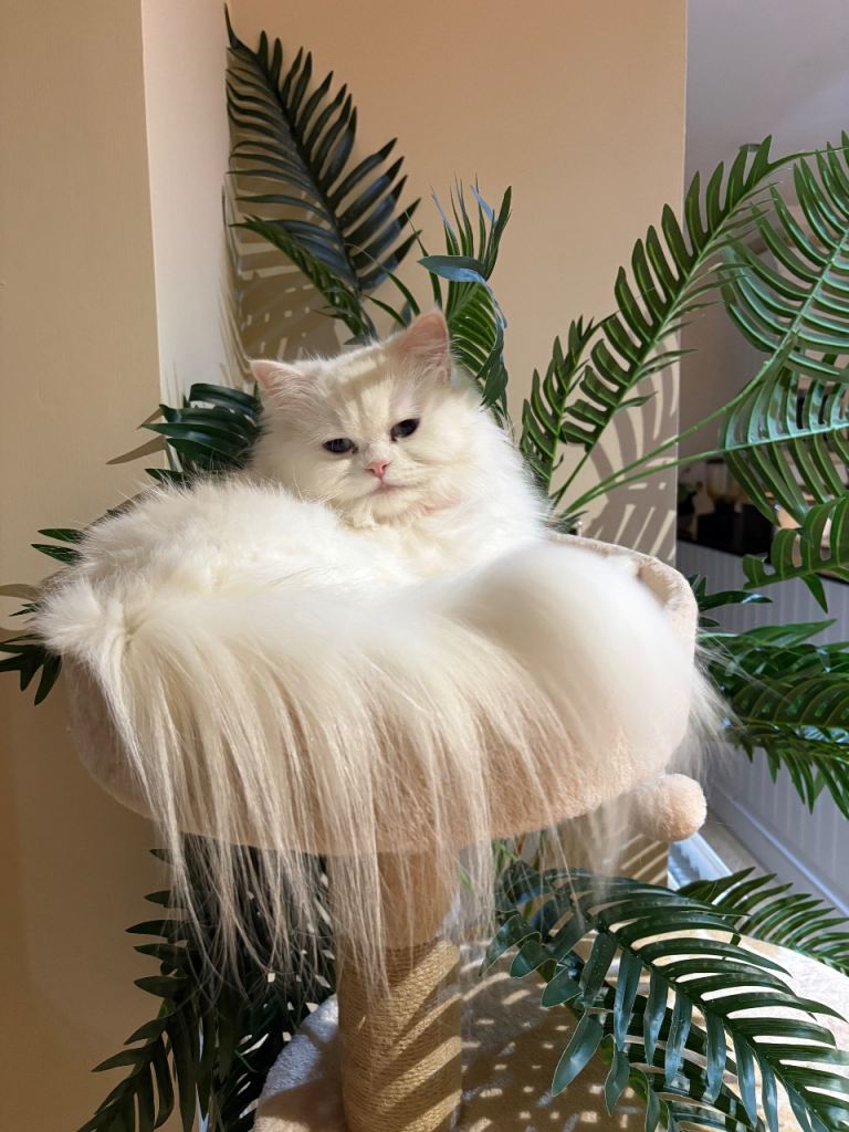 Persian cat