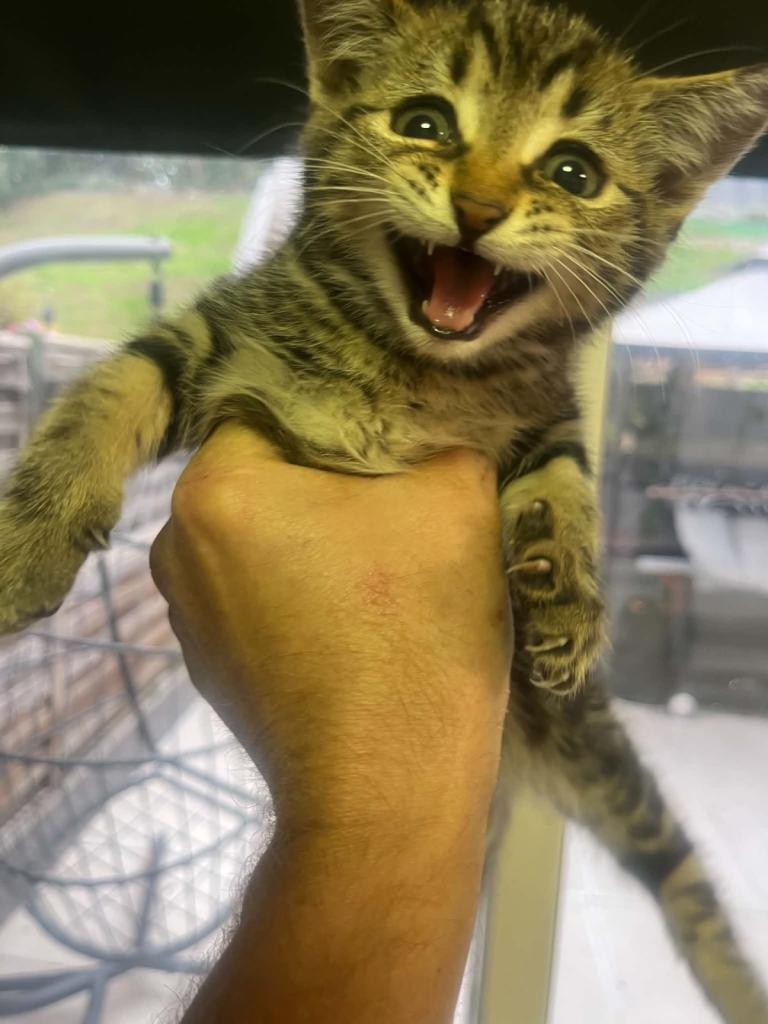 3 female kittens, very friendly. 