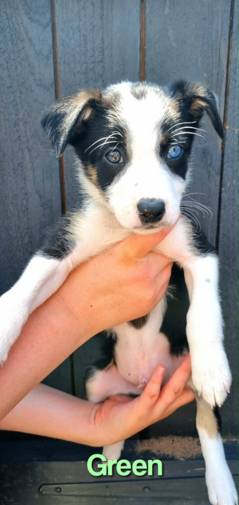 Litter of 6 beautiful male border collie puppies.