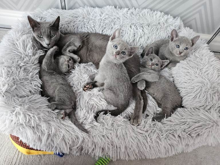 Russian Blue kittens purebred GCCF registered 