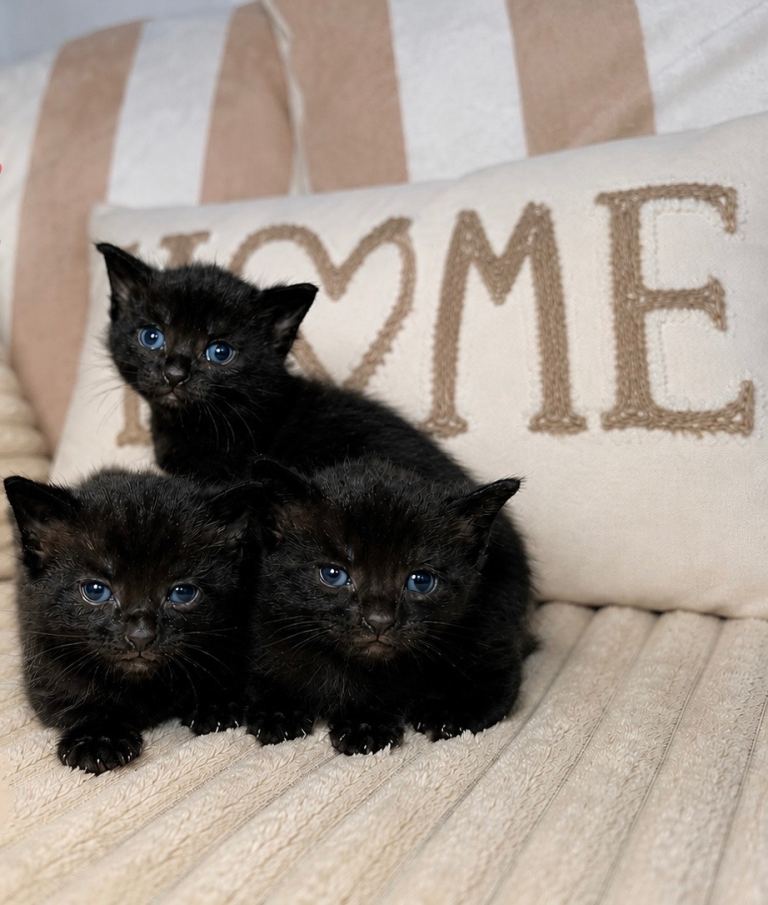 Kitten 🐈‍⬛  One Boy and Two Girls 