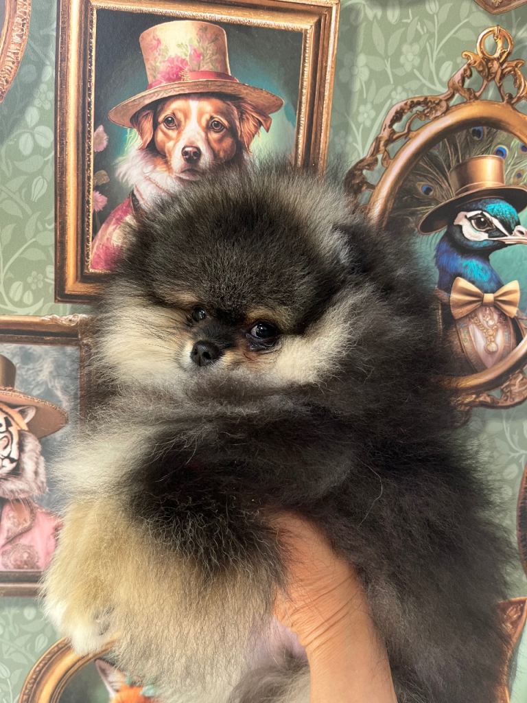 Pom Puppies from Five Star breeder 