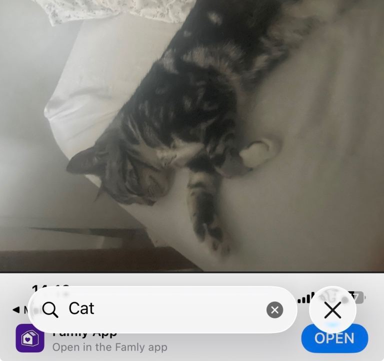 Beautiful princess kitten