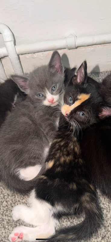 Kittens for sale 