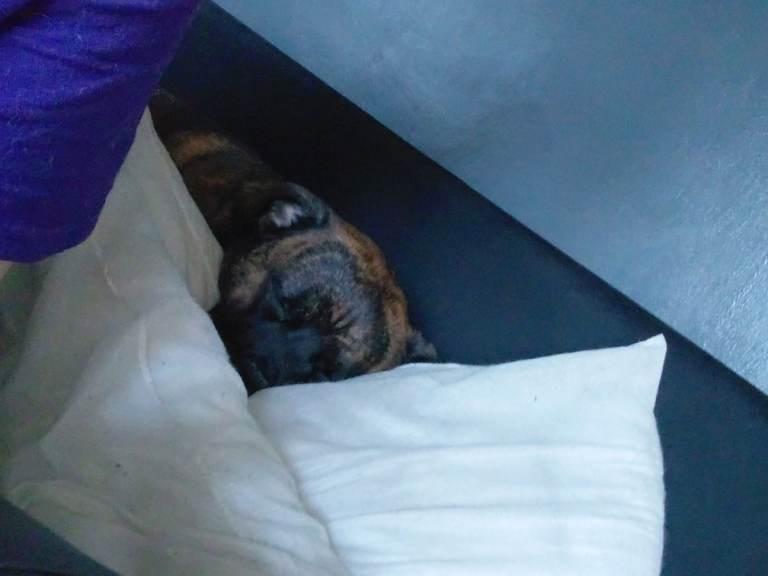 Staffy X boxer 10 months old