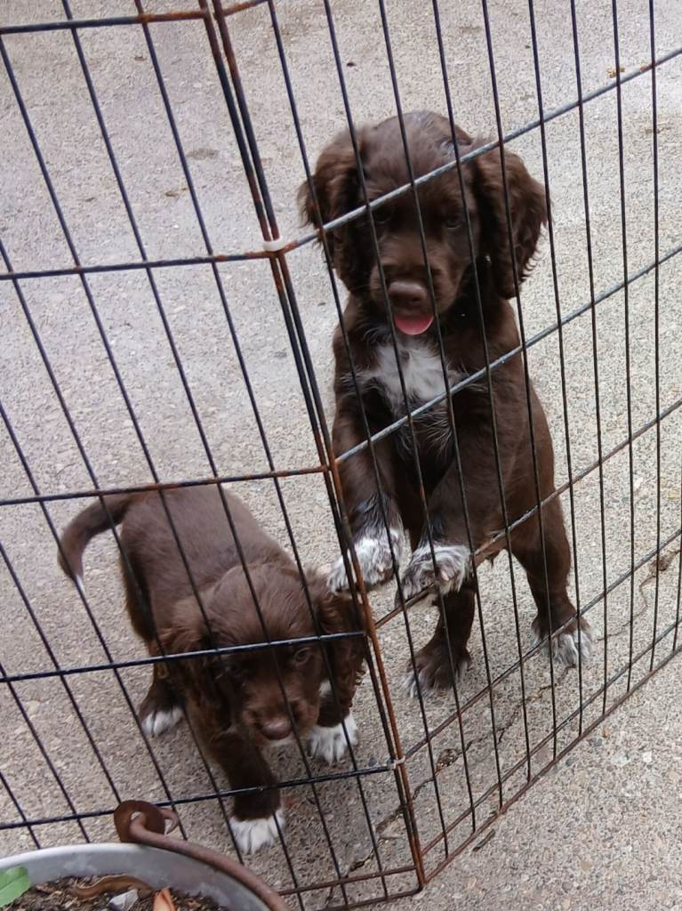 Cocker spaniels 