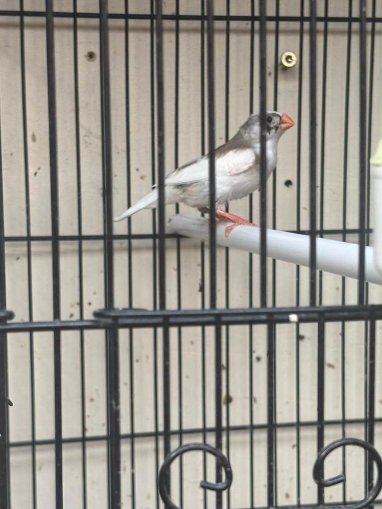 Zebra finches