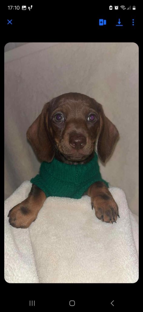 Beautiful Female Dachshund Puppies🍫 